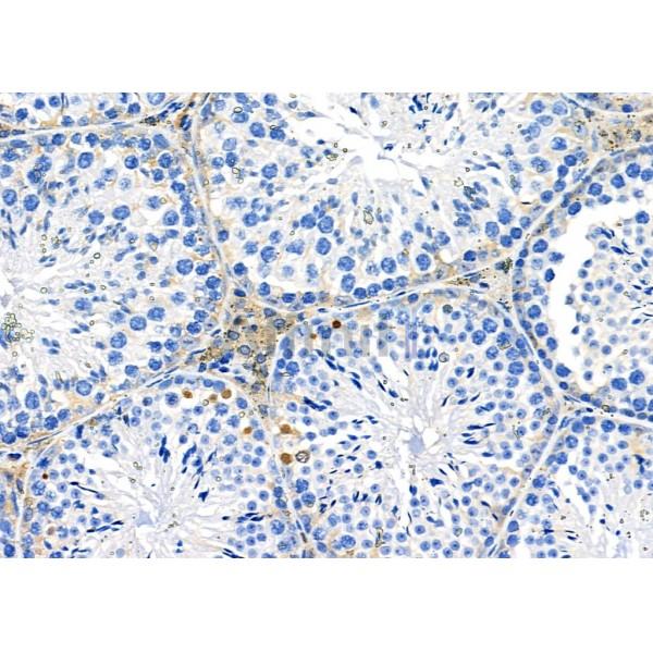 OR52M1 Antibody - DF10287 at 1/100 staining Mouse testis tissue by IHC-P.