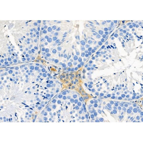 OR4N2 Antibody - DF10297 at 1/100 staining Mouse testis tissue by IHC-P.