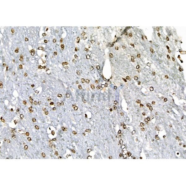 APR3 Antibody - DF2273 at 1/100 staining Mouse brain tissue by IHC-P.