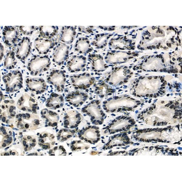 APR3 Antibody - DF2273 at 1/100 staining Mouse stomach tissue by IHC-P.