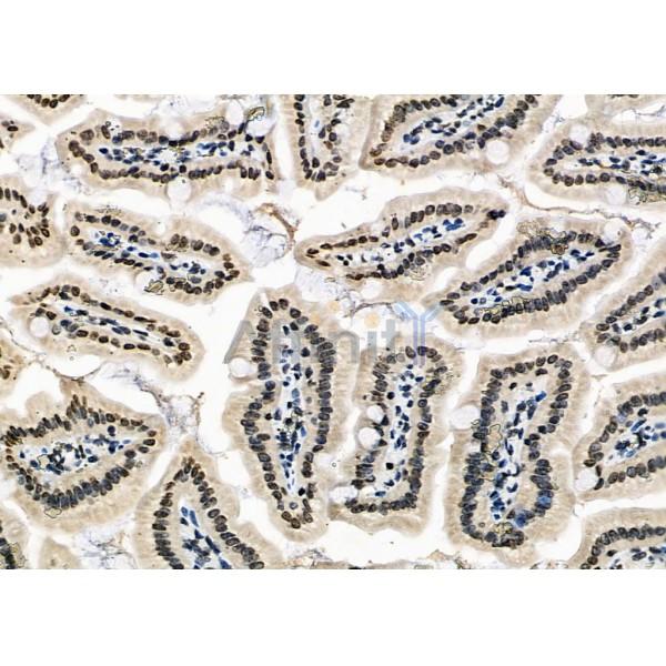 APR3 Antibody - DF2273 at 1/100 staining Mouse colorectal tissue by IHC-P.