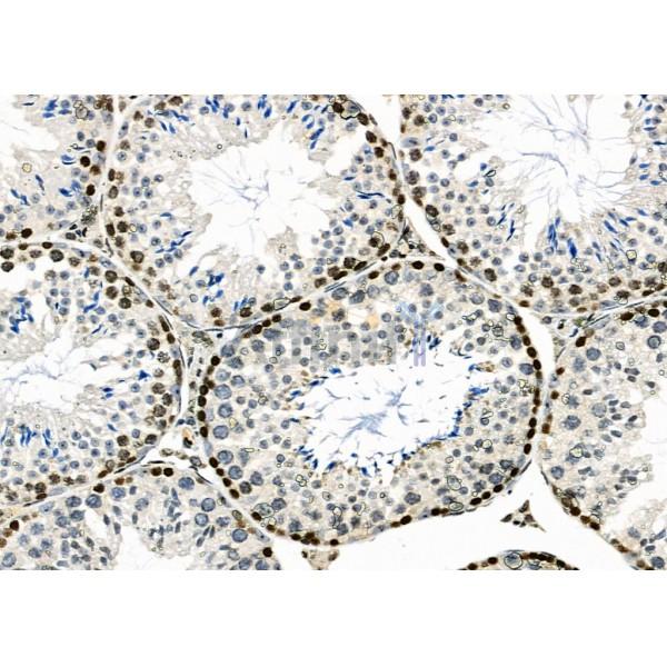 APR3 Antibody - DF2273 at 1/100 staining Mouse testis tissue by IHC-P.