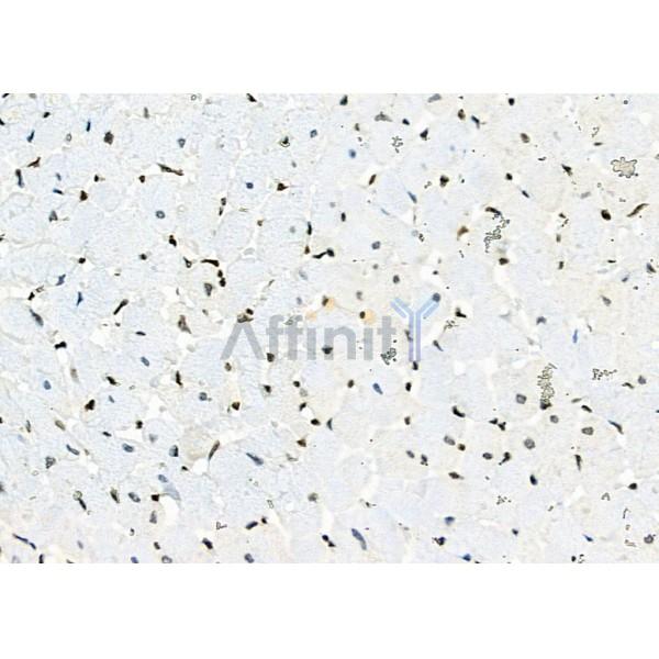 APR3 Antibody - DF2273 at 1/100 staining Rat heart tissue by IHC-P.