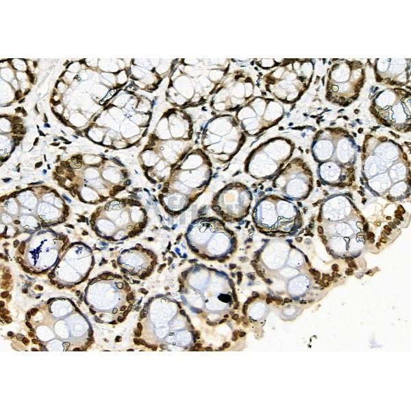 APR3 Antibody - DF2273 at 1/100 staining Rat stomach tissue by IHC-P.
