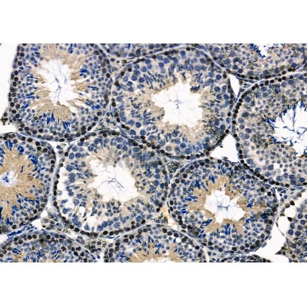 CYLC2 Antibody - DF2331 at 1/100 staining Mouse testis tissue by IHC-P.