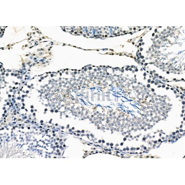 CYLC2 Antibody - DF2331 at 1/100 staining Rat testis tissue by IHC-P.