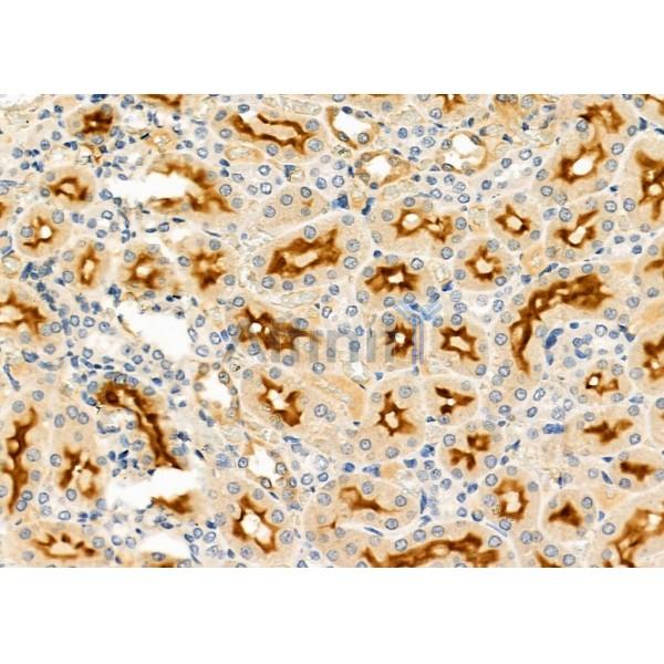 LPPL Antibody - DF2384 at 1/100 staining Rat kidney tissue by IHC-P.