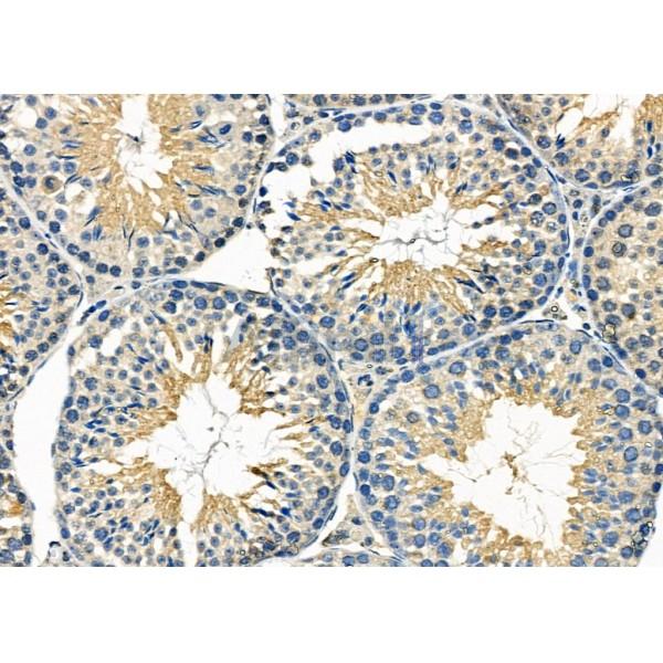 ISK7 Antibody - DF2394 at 1/100 staining Mouse testis tissue by IHC-P.