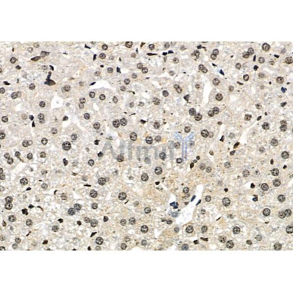 ZNF497 Antibody - DF2416 at 1/100 staining Mouse liver tissue by IHC-P.