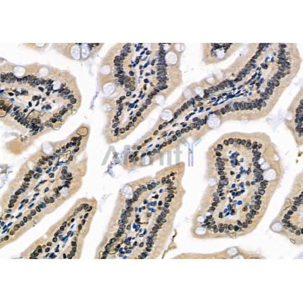 ZNF497 Antibody - DF2416 at 1/100 staining Mouse colorectal tissue by IHC-P.
