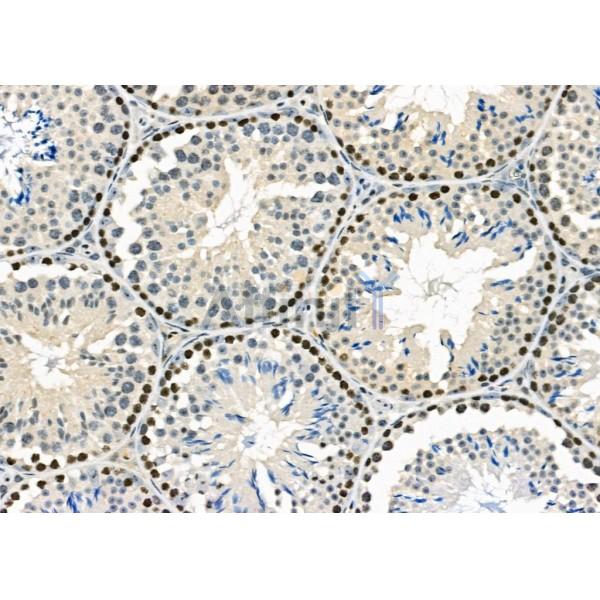 ZNF497 Antibody - DF2416 at 1/100 staining Mouse testis tissue by IHC-P.