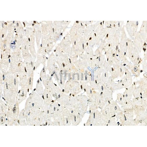 ZNF497 Antibody - DF2416 at 1/100 staining Rat heart tissue by IHC-P.