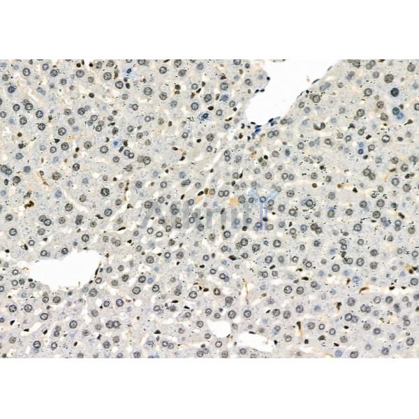 ZNF497 Antibody - DF2416 at 1/100 staining Rat liver tissue by IHC-P.