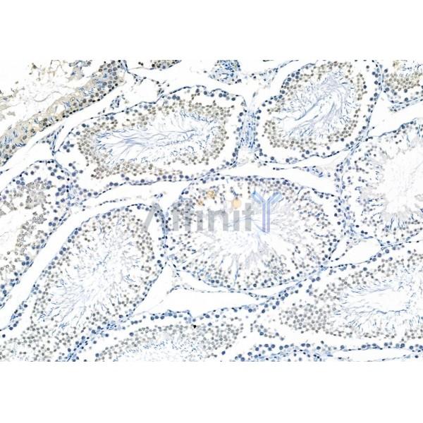 ZNF497 Antibody - DF2416 at 1/100 staining Rat testis tissue by IHC-P.
