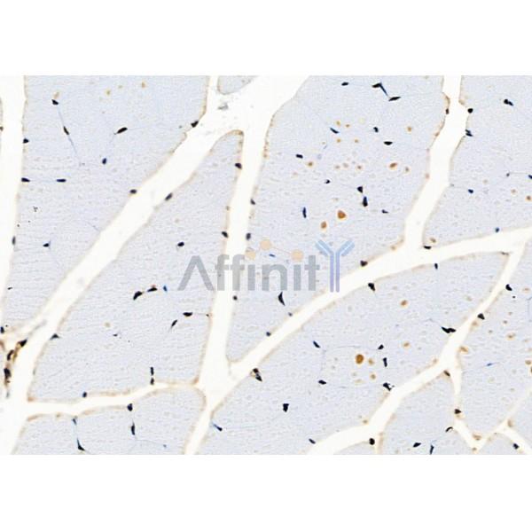 NUFIP2 Antibody - DF2420 at 1/100 staining Mouse muscle tissue by IHC-P.