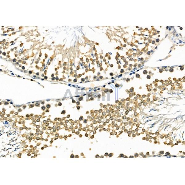 TFAP2D Antibody - DF2421 at 1/100 staining Rat testis tissue by IHC-P.