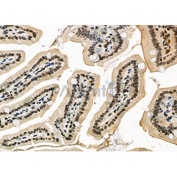 DIRC1 Antibody - DF2442 at 1/100 staining Mouse colorectal tissue by IHC-P.