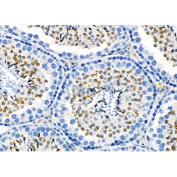 CITED4 Antibody - DF2451 at 1/100 staining Mouse testis tissue by IHC-P.