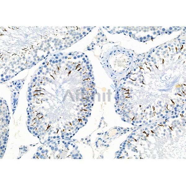 CITED4 Antibody - DF2451 at 1/100 staining Rat testis tissue by IHC-P.