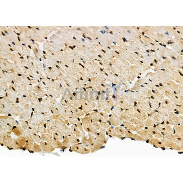 MIXL1 Antibody - DF2467 at 1/100 staining Rat heart tissue by IHC-P.