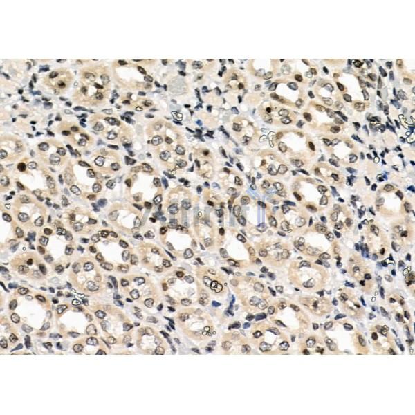 MIXL1 Antibody - DF2467 at 1/100 staining Rat kidney tissue by IHC-P.