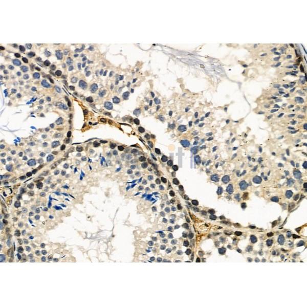 TOPRS Antibody - DF2475 at 1/100 staining Mouse testis tissue by IHC-P.