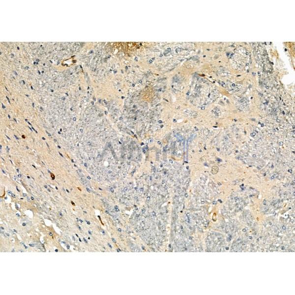 GRIP1 Antibody - DF2500 at 1/100 staining Mouse brain tissue by IHC-P.
