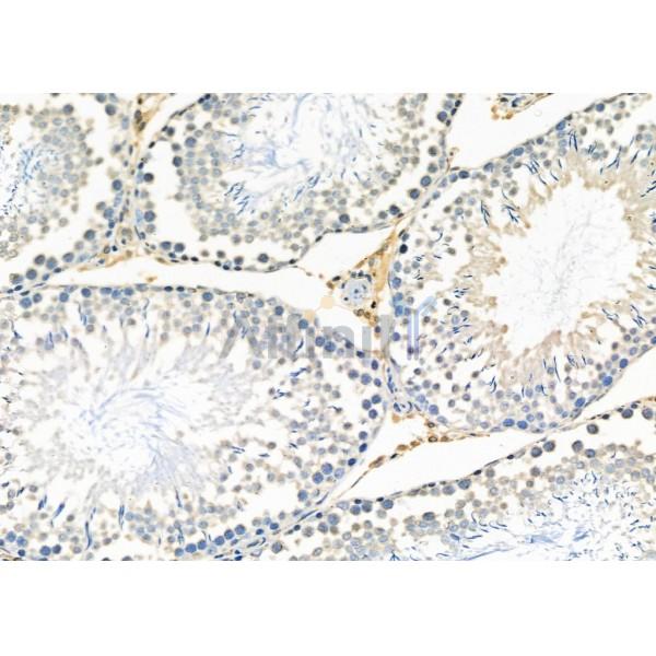 IGFBPL1 Antibody - DF2512 at 1/100 staining Rat testis tissue by IHC-P.