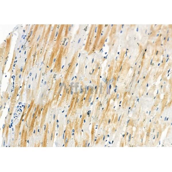 SLC35B2 Antibody - DF2597 at 1/100 staining Rat heart tissue by IHC-P.