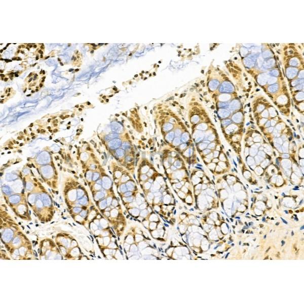 PAX8 Antibody - DF2606 at 1/100 staining Rat stomach tissue by IHC-P.