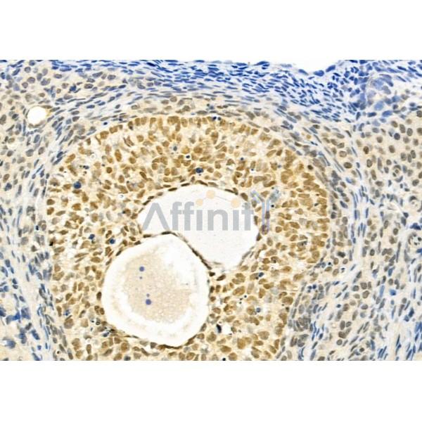 PAX8 Antibody - DF2606 at 1/100 staining Rat ovarian tissue by IHC-P.