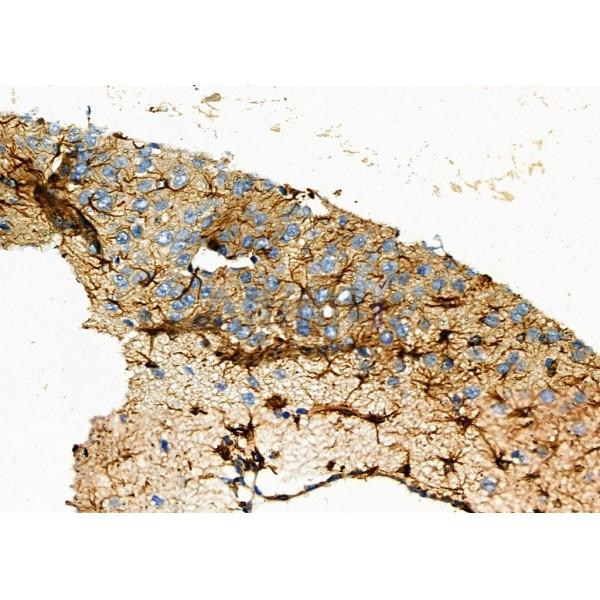 OR51A1P Antibody - DF2715 at 1/100 staining Rat brain tissue by IHC-P.