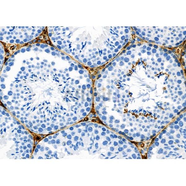 OR52Z1P Antibody - DF2716 at 1/100 staining Mouse testis tissue by IHC-P.