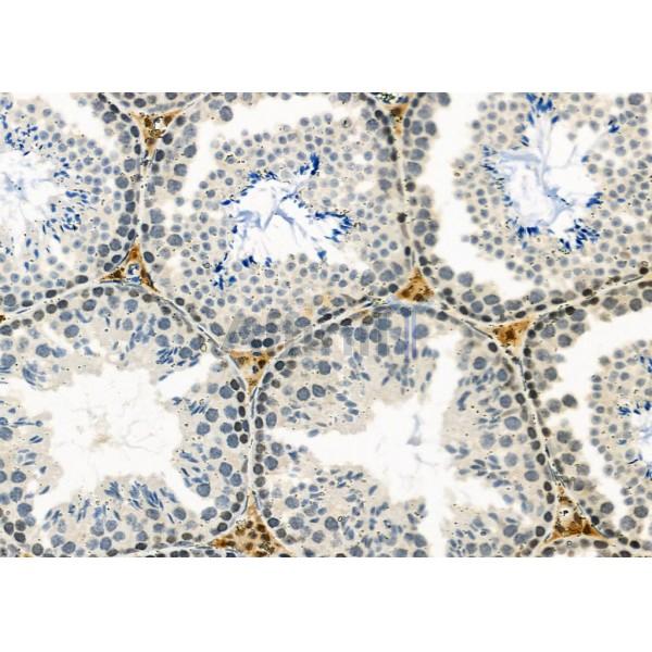 GPR21 Antibody - DF2731 at 1/100 staining Mouse testis tissue by IHC-P.