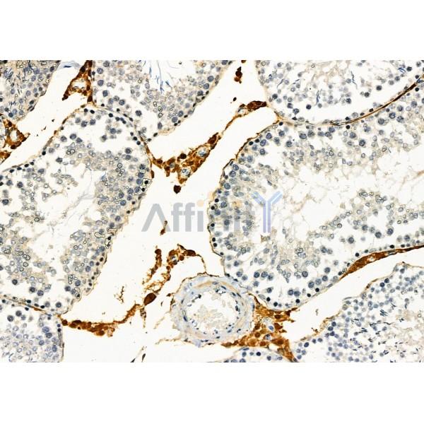 GPR21 Antibody - DF2731 at 1/100 staining Rat testis tissue by IHC-P.