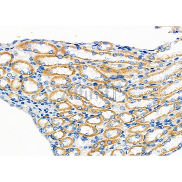 GPR80/GPR99 Antibody - DF2765 at 1/100 staining Mouse kidney tissue by IHC-P.