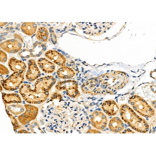 GPR89A Antibody - DF2772 at 1/100 staining Rat kidney tissue by IHC-P.