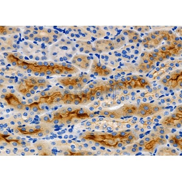 GPR141 Antibody - DF2797 at 1/100 staining Mouse kidney tissue by IHC-P.