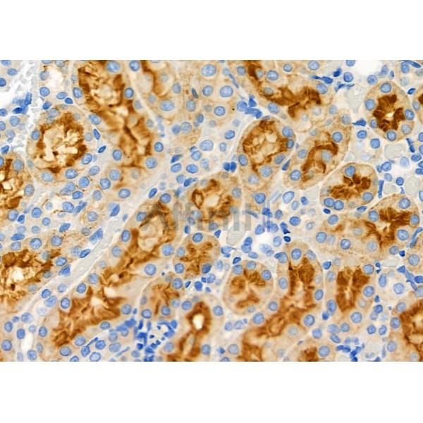GPR141 Antibody - DF2797 at 1/100 staining Rat kidney tissue by IHC-P.