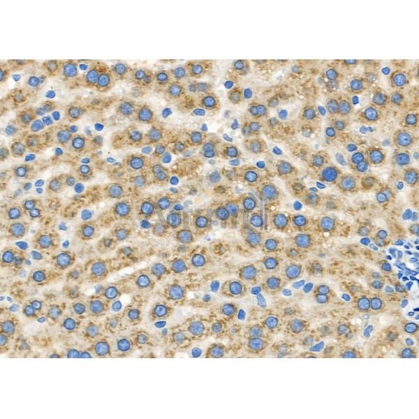 GPR33 Antibody - DF2804 at 1/100 staining Rat liver tissue by IHC-P.