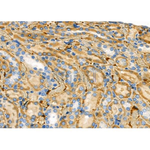 OR1J1 Antibody - DF2839 at 1/100 staining Rat kidney tissue by IHC-P.