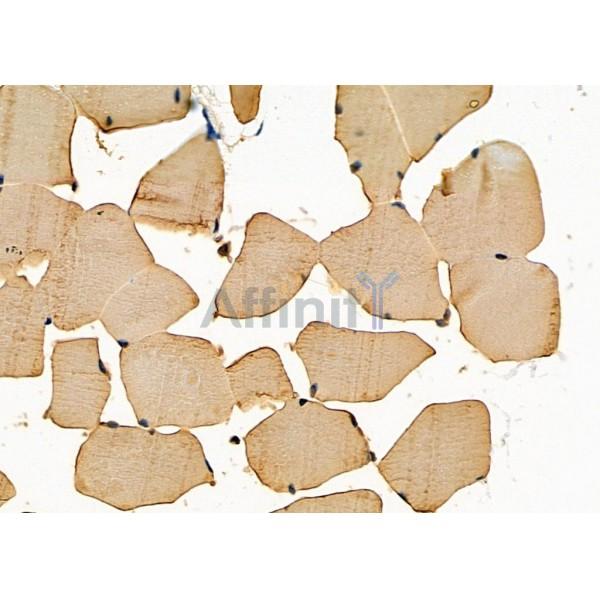 M-CK Antibody - DF3072 at 1/100 staining Mouse muscle tissue by IHC-P.