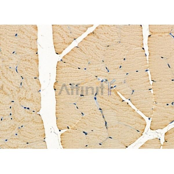M-CK Antibody - DF3072 at 1/100 staining Rat muscle tissue by IHC-P.