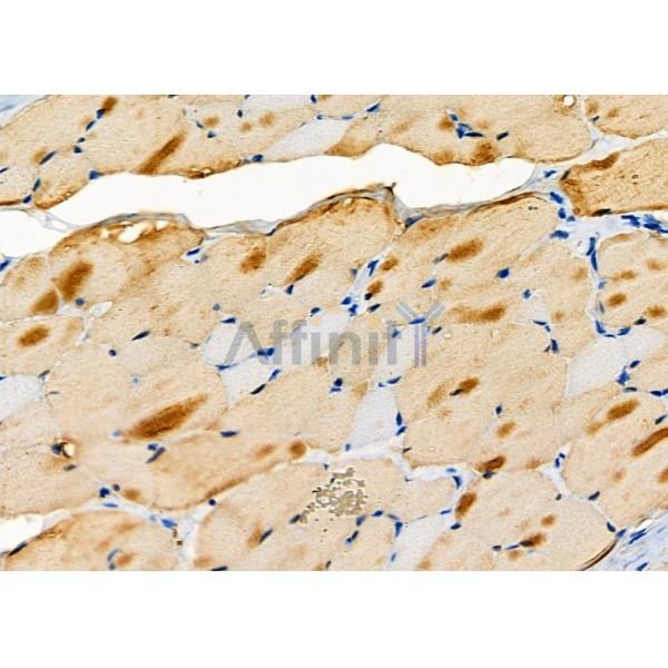 M-CK Antibody - DF3072 at 1/100 staining Rat skin tissue by IHC-P.