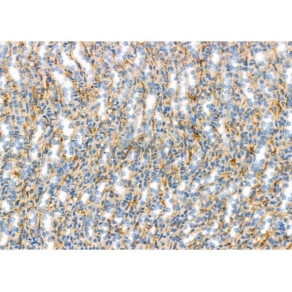 BNIP2 Antibody - DF3827 at 1/100 staining Mouse kidney tissue by IHC-P.