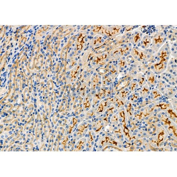 BID Antibody - DF6016 at 1/100 staining Mouse kidney tissue by IHC-P.
