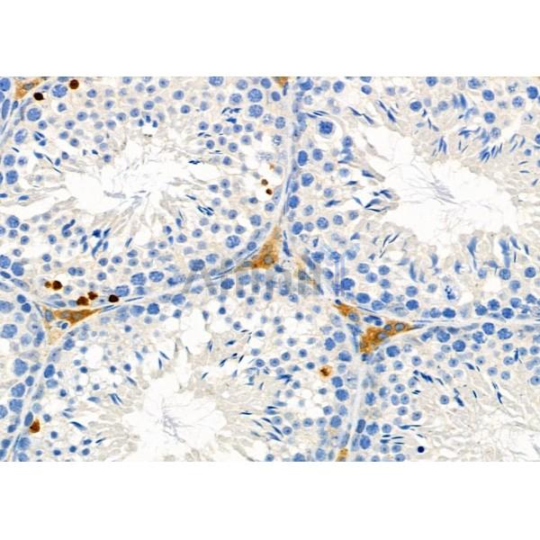 NRP2 Antibody - DF7032 at 1/100 staining Mouse testis tissue by IHC-P.