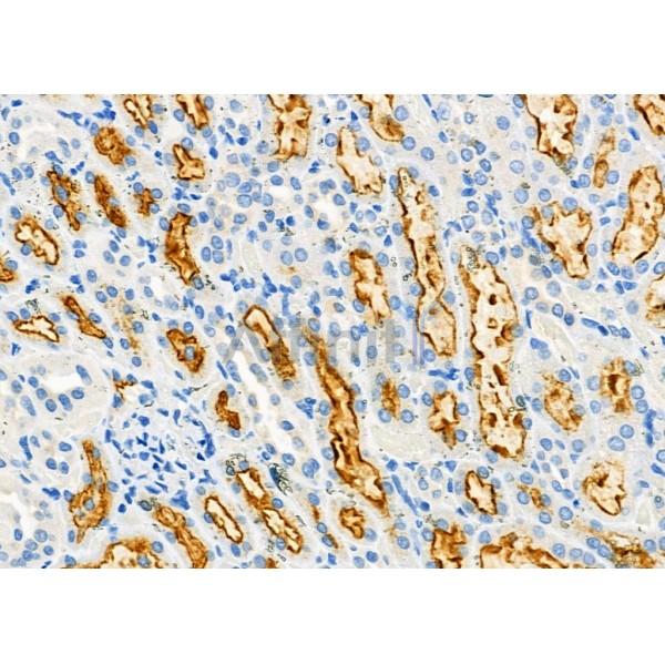 NRP2 Antibody - DF7032 at 1/100 staining Rat kidney tissue by IHC-P.