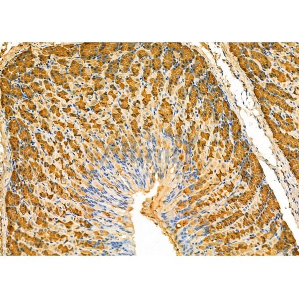 PGC Antibody - DF7081 at 1/100 staining Mouse stomach tissue by IHC-P.
