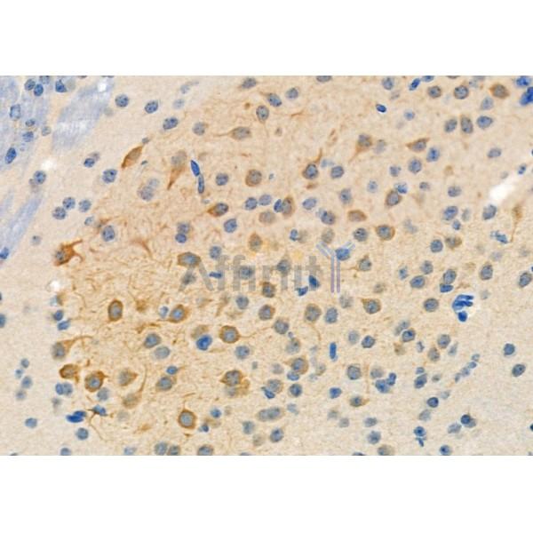 MYSM1 Antibody - DF7188 at 1/100 staining Mouse brain tissue by IHC-P.